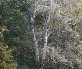 woodland-photography-AG6I7675