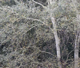 woodland-photography-AG6I7766