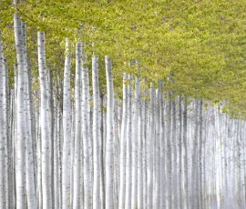 woodland-photography-AG6I7876