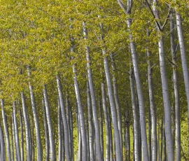 woodland-photography-AG6I7888