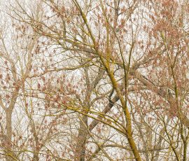 woodland-photography-AG6I8447