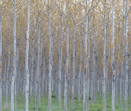 woodland-photography-AG6I9677