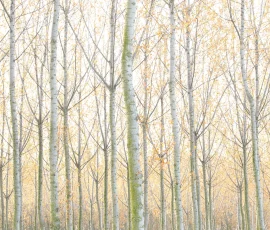 woodland-photography-AG6I9902