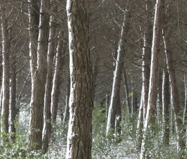 woodland-photography-IMG 9517