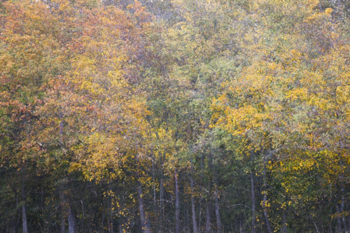 woodland-photography-AG6I5100